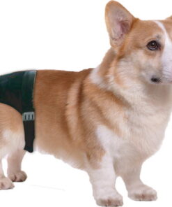 Pawise jooksuajapüksid emasele koerale, XS