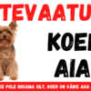 Hoiatussilt "Koer aias" 25 x 15 cm, yorkie
