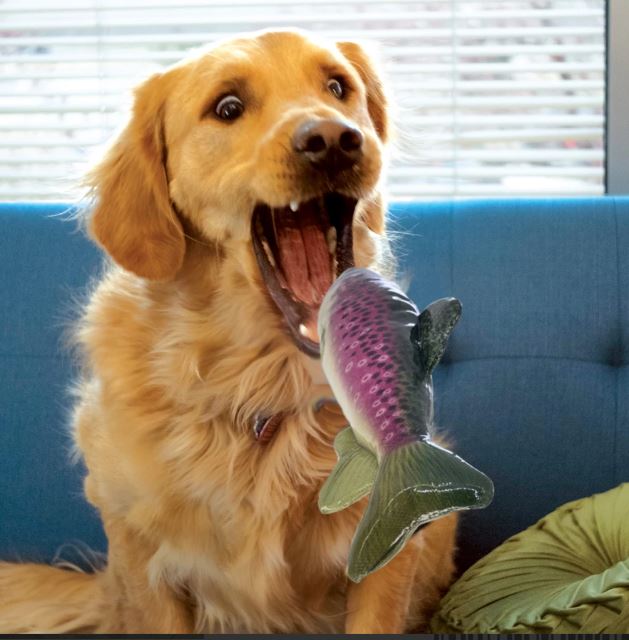 12304_66e961bdb85653.38094799_trout3