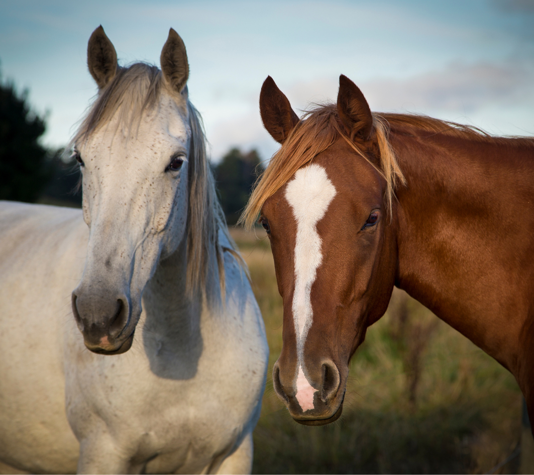 Seni on rasvhappeid hobuste toitumises kasutatud vaid piiratud määral. Nutrolin® HORSE seeria sisaldab kolme tippkvaliteediga oomega-toodet, mis tõhustavad toit