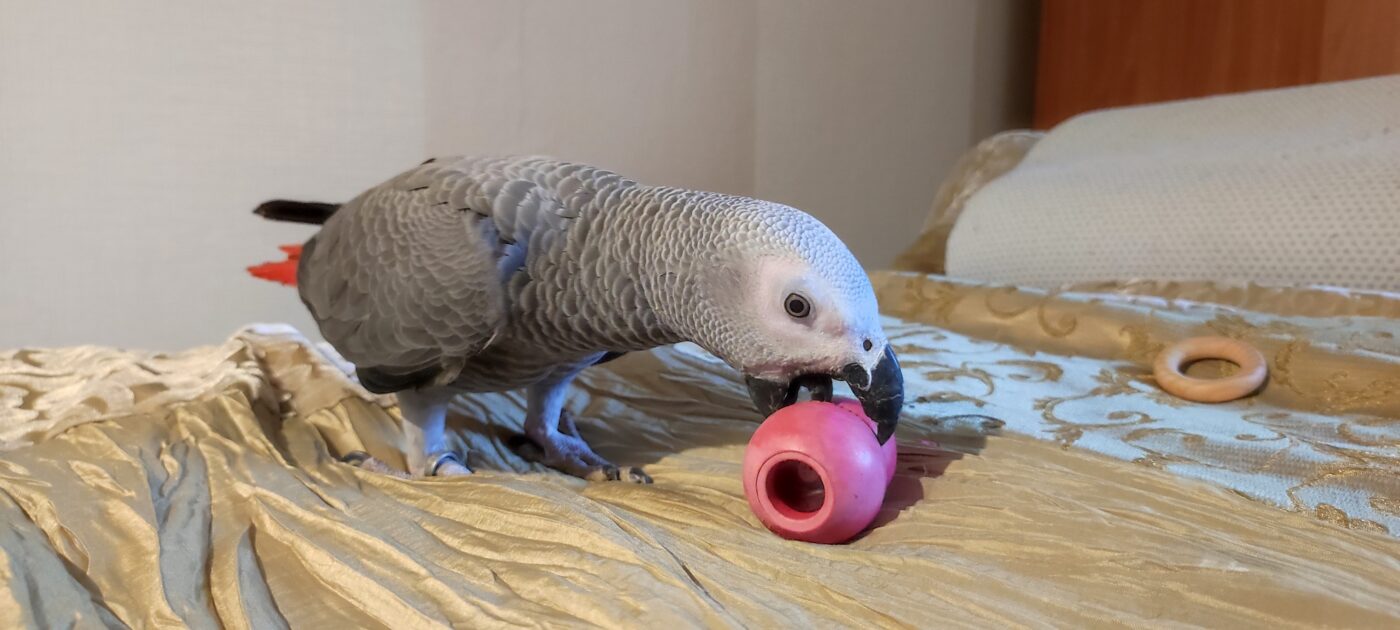 Kas graanulid on tõesti paremad kui naturaalsed seemned? Jah, sest graanulid on teaduslikult tasakaalustatud. Seemnesegudes valib lind välja vaid rasvaseimad pa