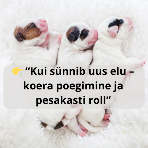👉 Uus elu algab pesakastis – mida peab koera poegimisest teadma? 🐾 Sissejuhatus koera poegimine on loomulik, aga vajab ettevalmistust omaniku roll on kriitiline